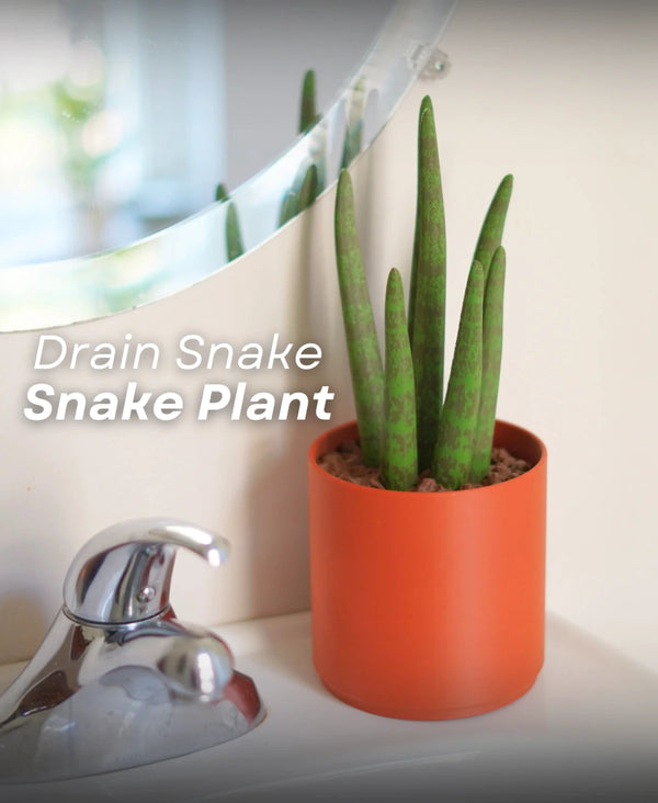 Drain Snake Snake Plant