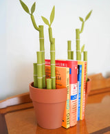 Bambookends - Bamboo Plant Bookend with Office Supplies