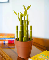 Bambookends - Bamboo Plant Bookend with Office Supplies