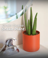 Drain Snake Snake Plant