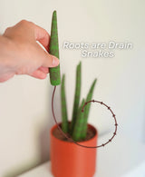 Drain Snake Snake Plant