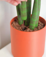 Drain Snake Snake Plant