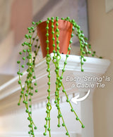 String of Pearls - Cable Tie Plant