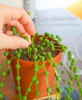 String of Pearls - Cable Tie Plant
