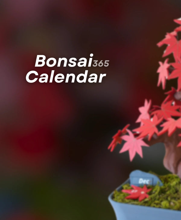 Bonsai 365 Calendar - Japanese Maple Daily Tree